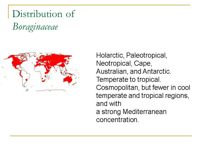 Distribution of  Boraginaceae  Holarctic, Paleotropical, Neotropical, Cape,  Australian, and Antarctic. 